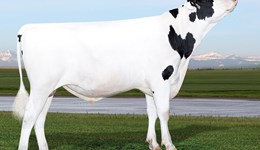 Top genetic value from new young sire